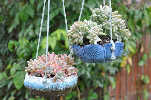 What Is "A Splash Of Succulents" Blog About?