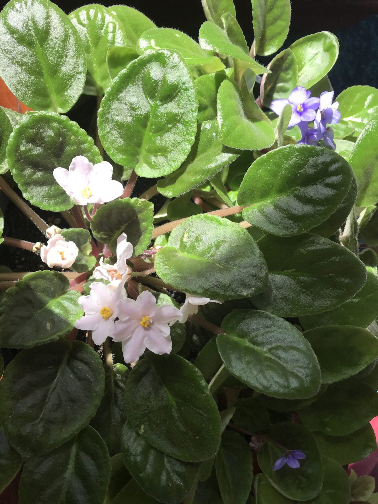 Growing African Violets In Clusters