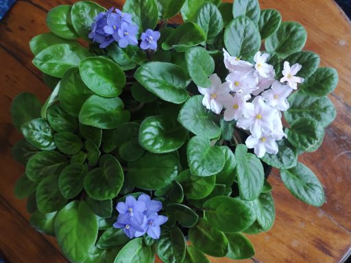 The African Violet Multi Plant DIY