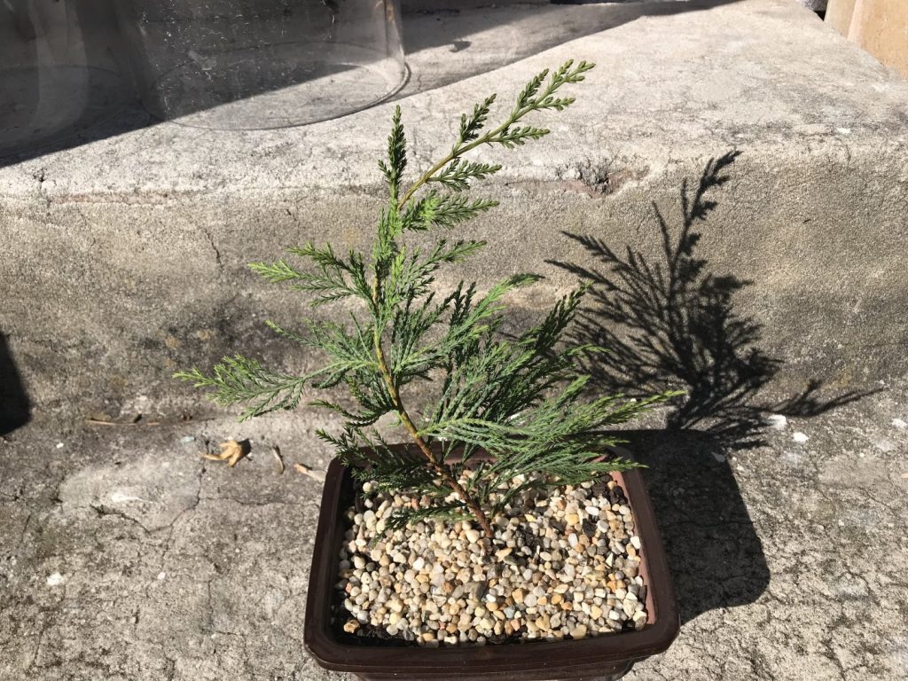 Bonsai Conifer