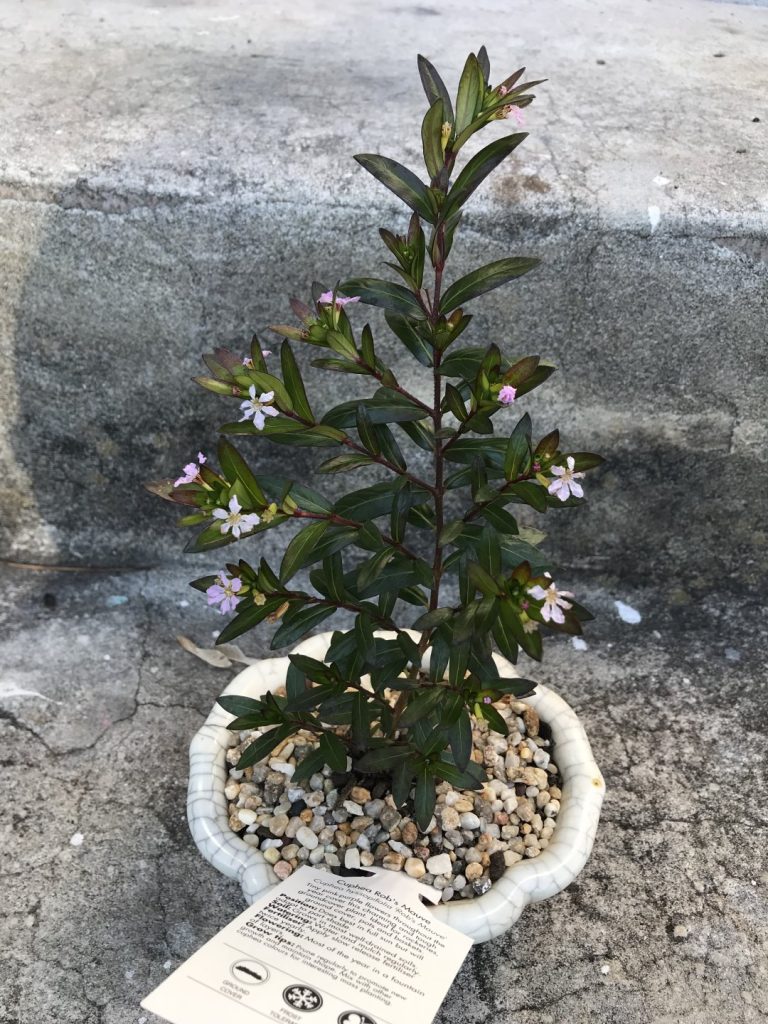 Bonsai Shrub