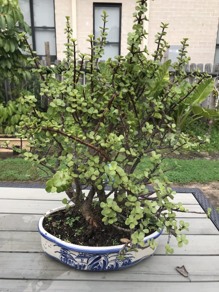 Bonsai Jade Plant