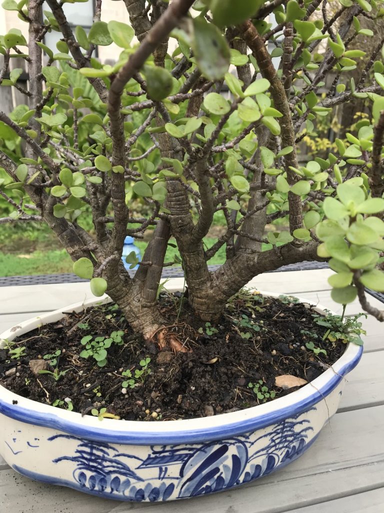 Bonsai Jade Plant