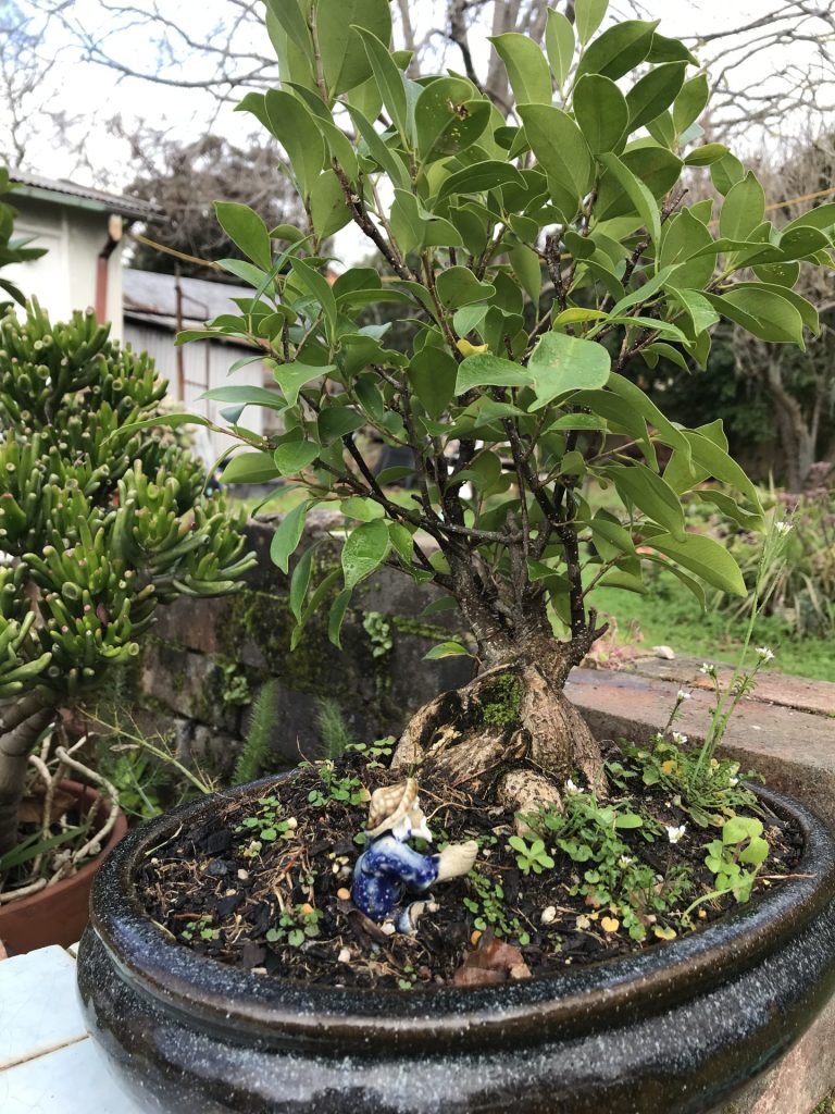 Bonsai Plants That I Love