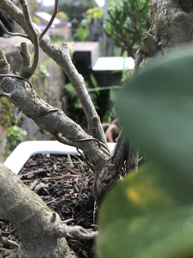 Bonsai Plants Wire