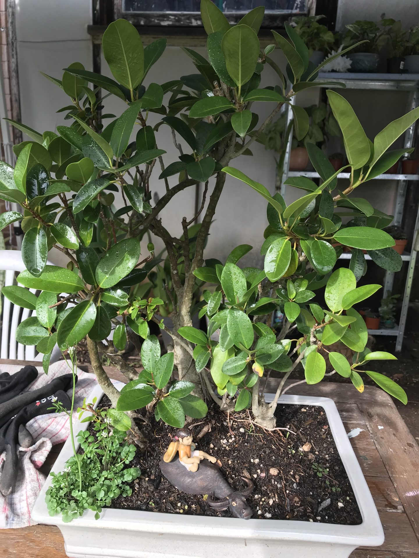 My Garden Life With Bonsai Plants