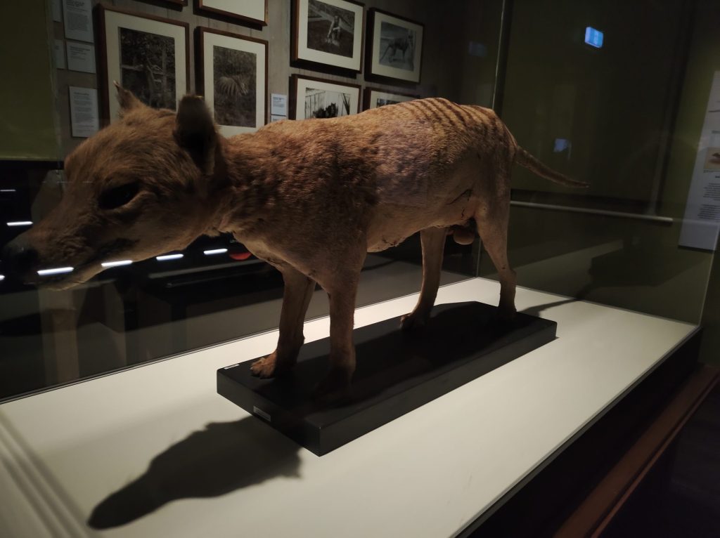 The Thylacine, or Tasmanian Tiger - Photos By Mike Fernandes