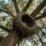 Spanish Moss & The Wild Birds Nest