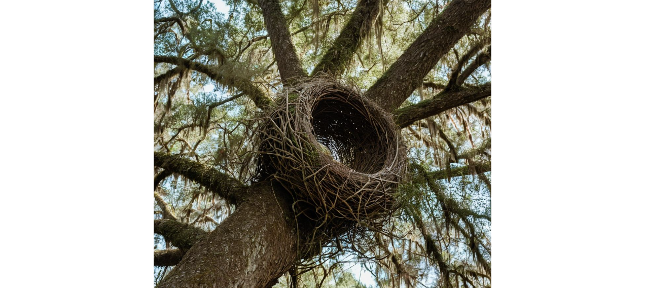 Spanish Moss Magic Birds Nests