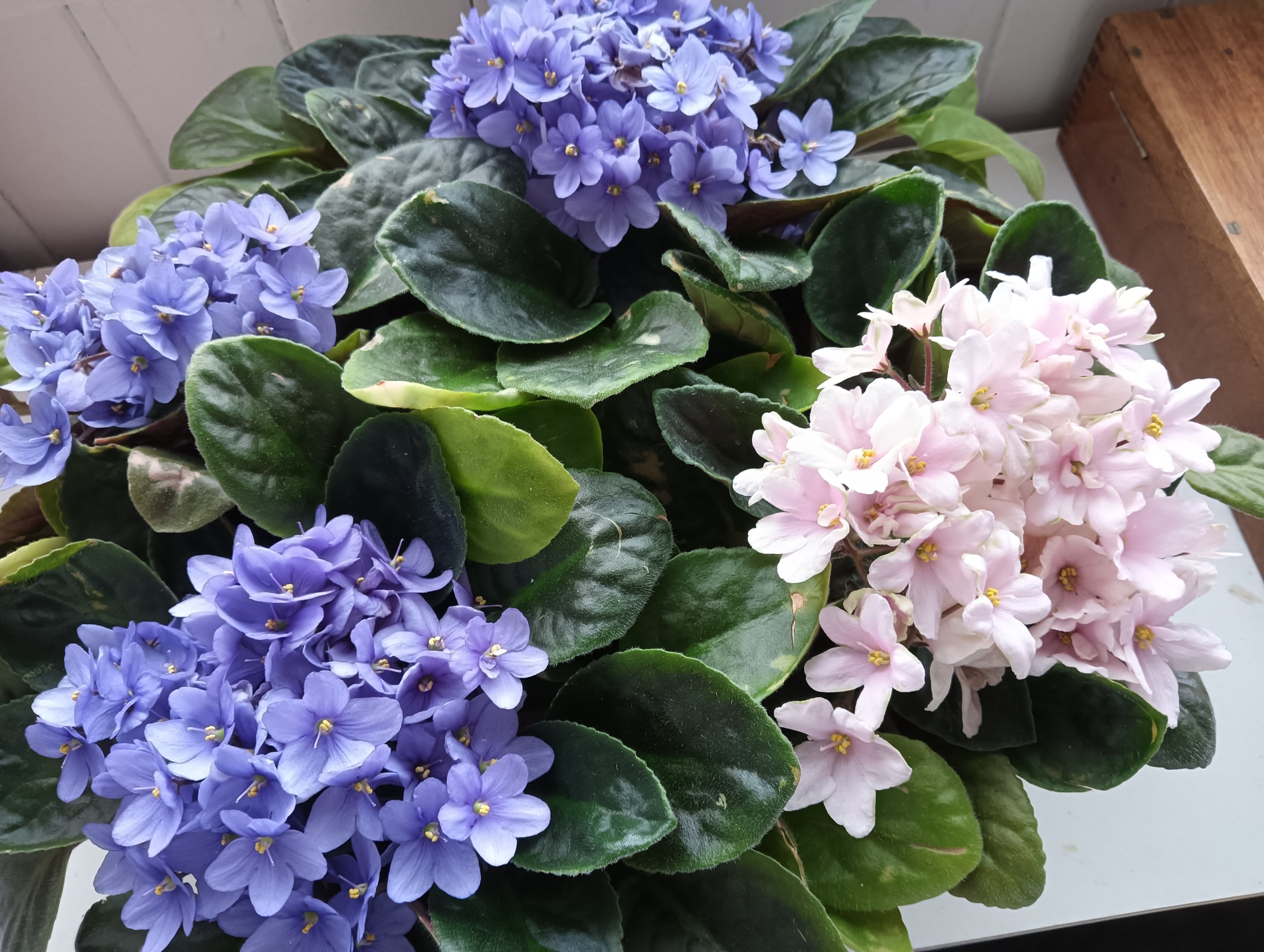 African Violets – My Absolute Favorite Flower