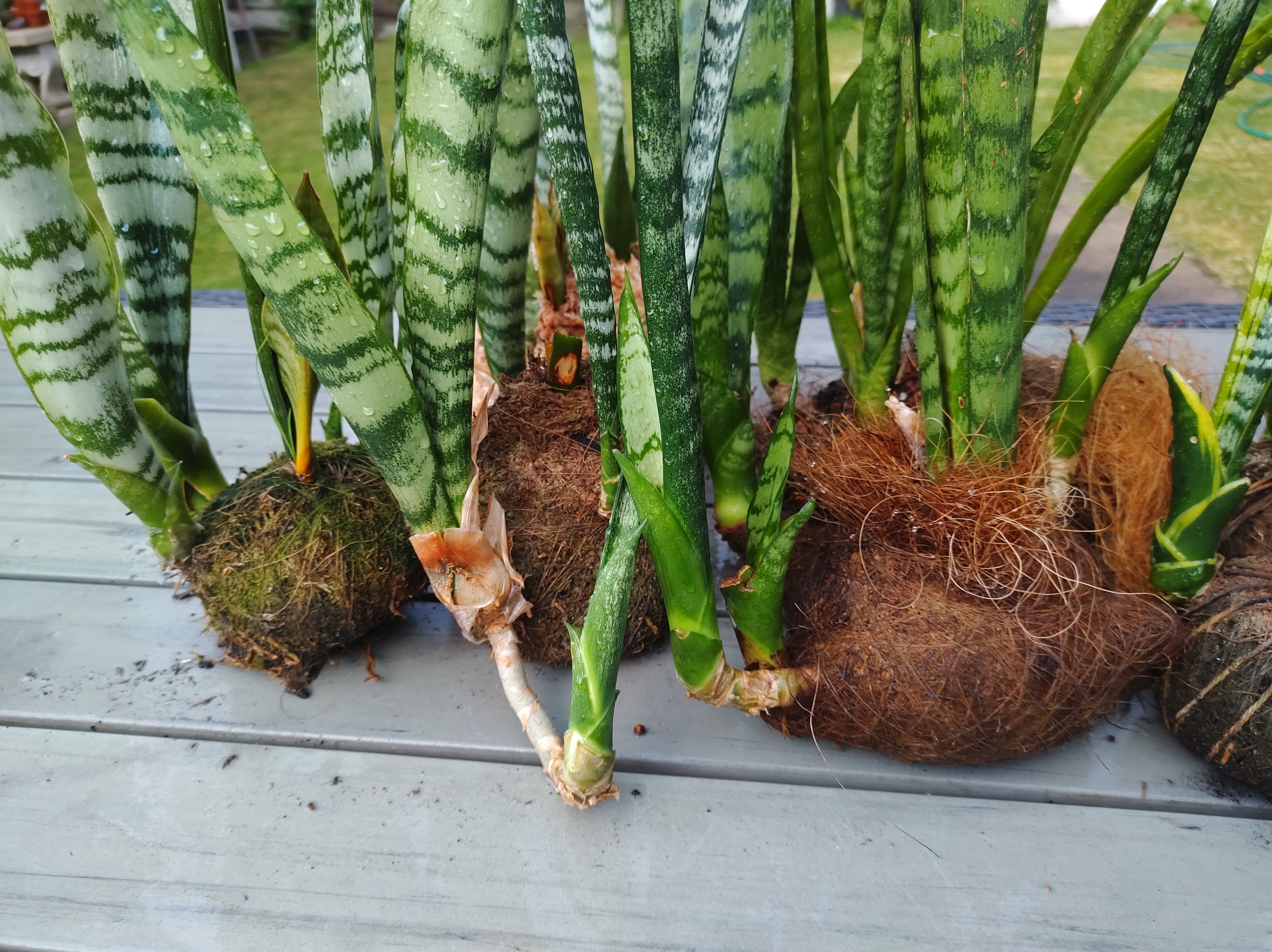 What Is a Kokedama